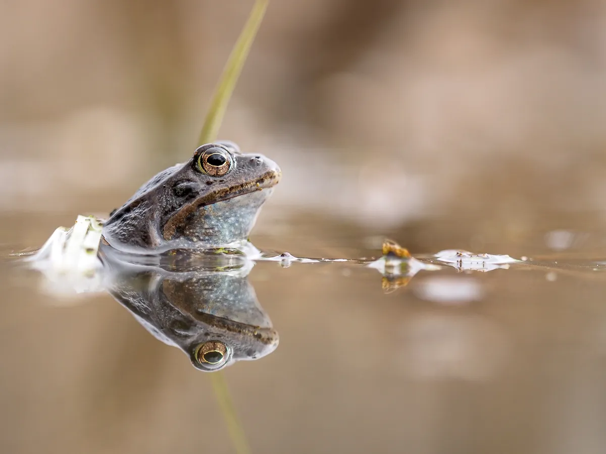 4 tips på hur du kan fotografera vårens grodor!