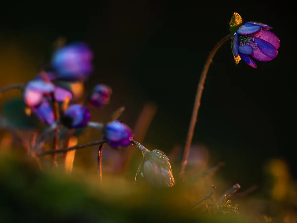 4 naturtyper och saker som du kan fotografera när det är mulet väder ute!