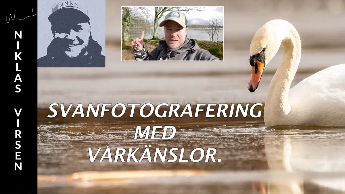 Svanfotografering med vårkänslor (ej vid Tysslingen)