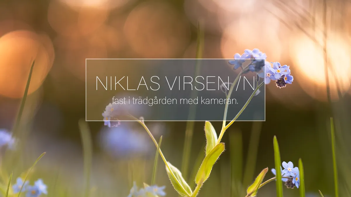 Fast i trädgården med kameran. [Mina råd vid makrofotografering]