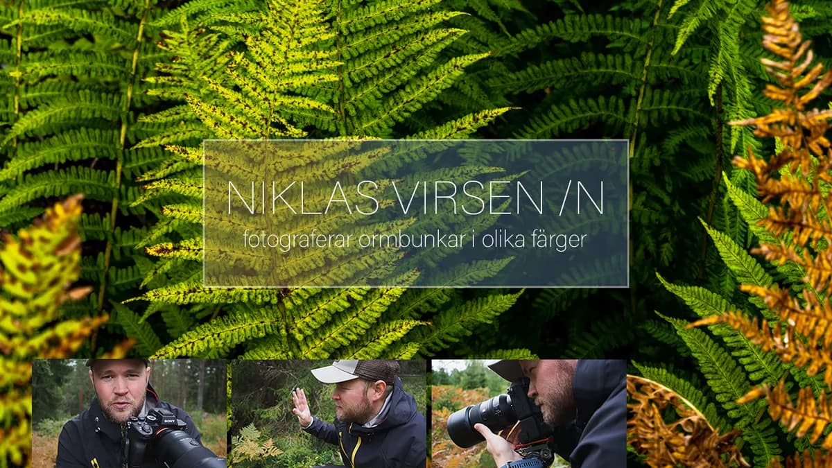 Jag fotograferar ormbunkar i olika färger.