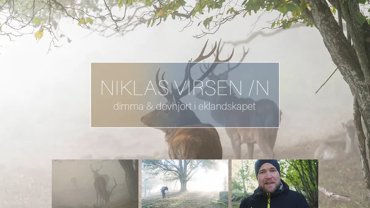 Dimma och kronhjort i eklandskapet.