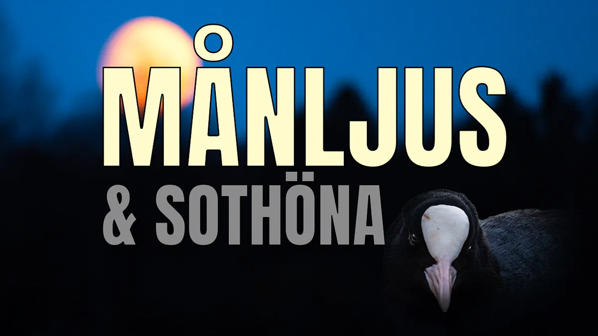 Månljus & sothöna.