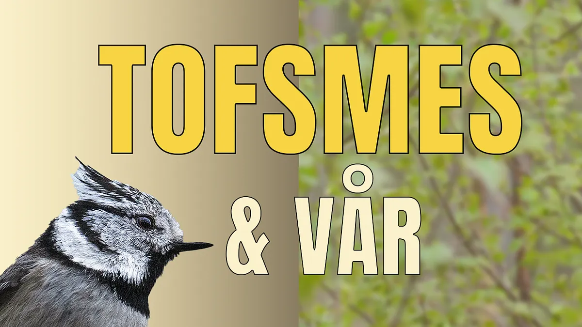 Tofsmes & vår.