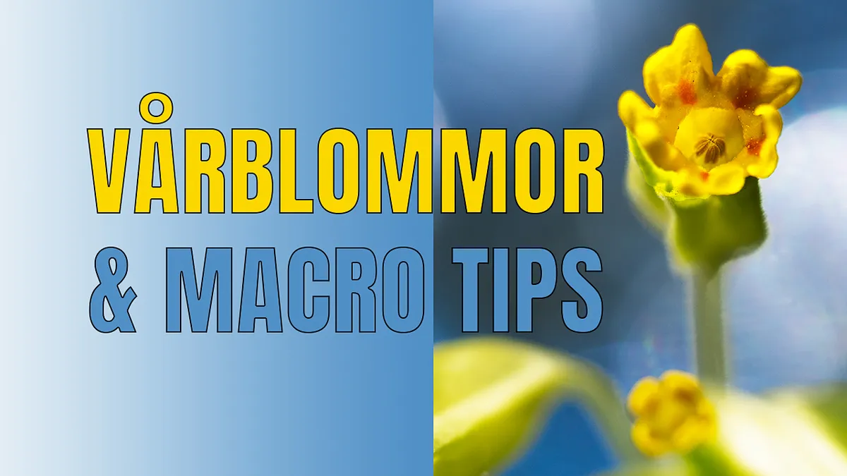 Vårblommor & råd för bättre makrofotografering.