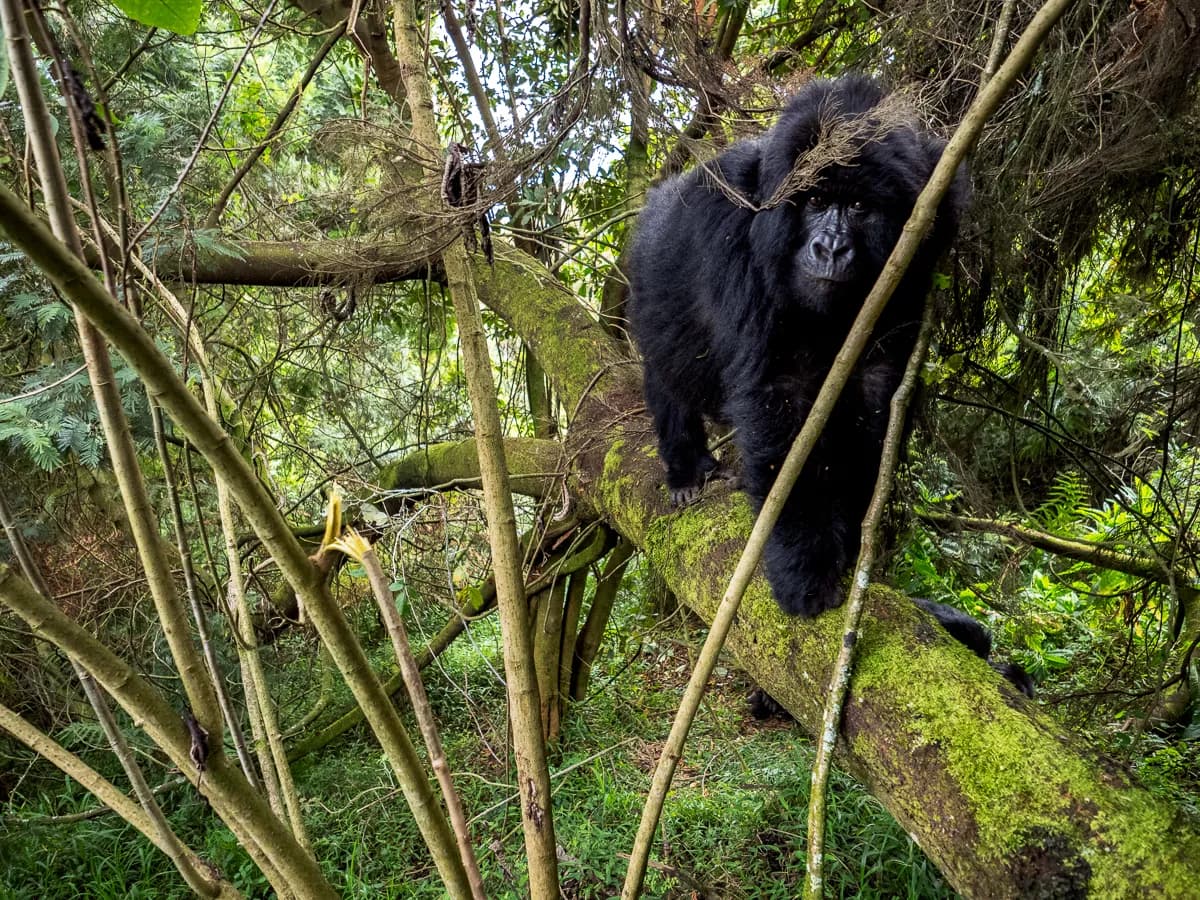 En fotoresa till bergsgorillorna i de dimhöljda bergen & mycket mer!