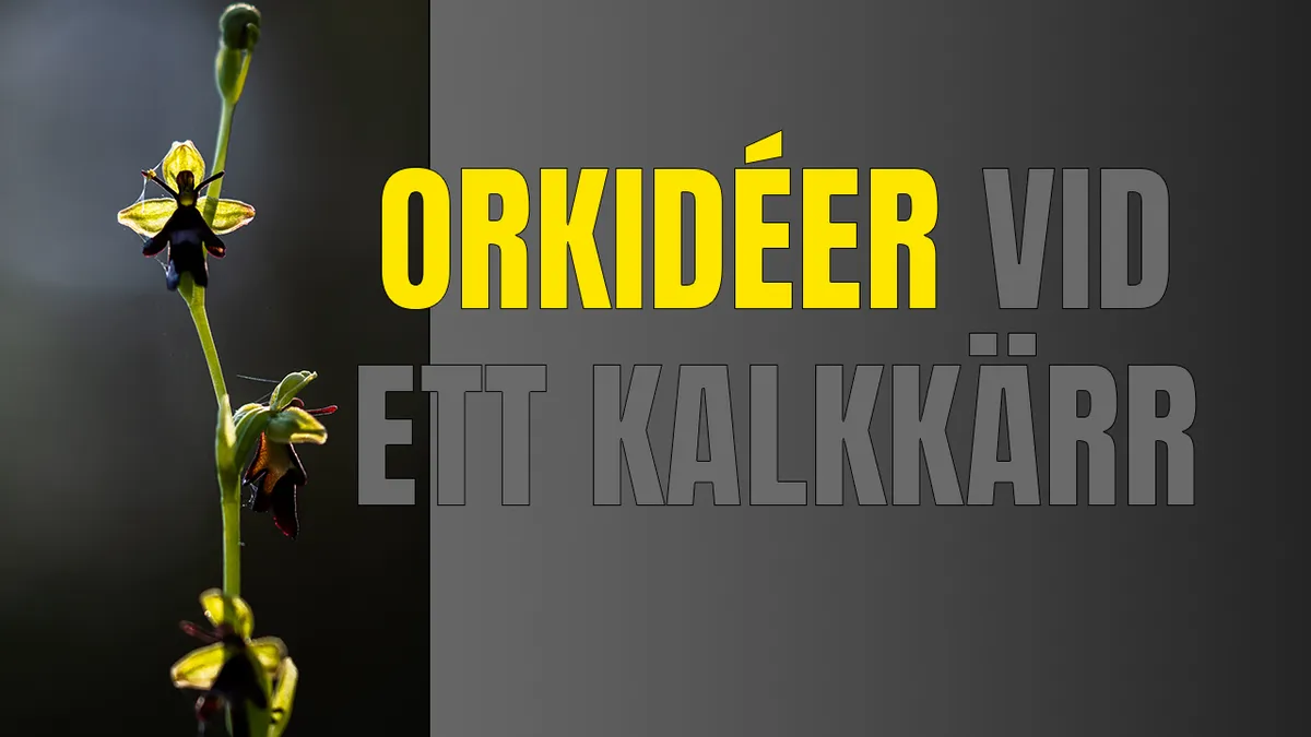 Orkidéer vid ett kalkkärr – makro & ljus.
