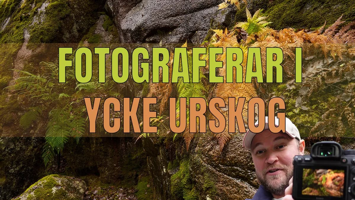 Fotograferar i Ycke Urskog.