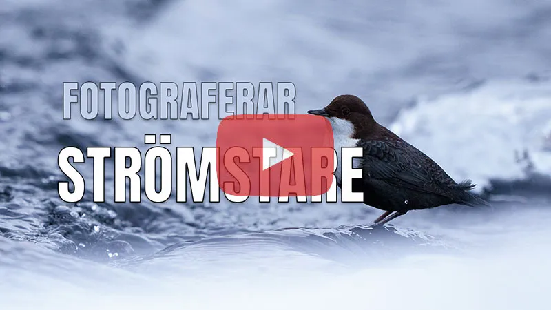 Fotograferar strömstarar.
