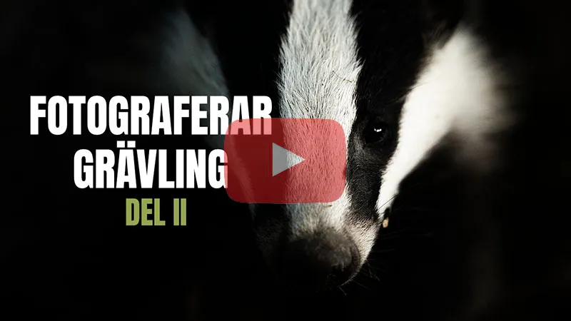 Fotograferar grävling i Fröstad gömsle [Del II]
