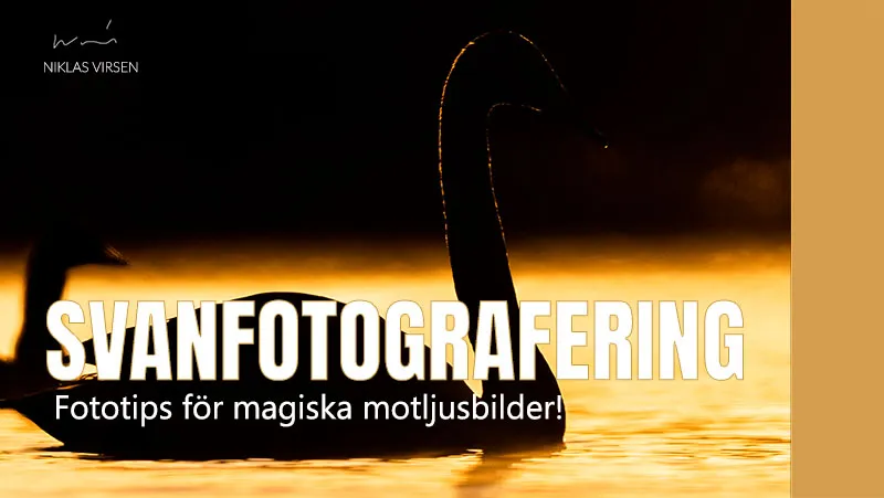 Svanfotografering med motljus och dramatik – Massor med tips!
