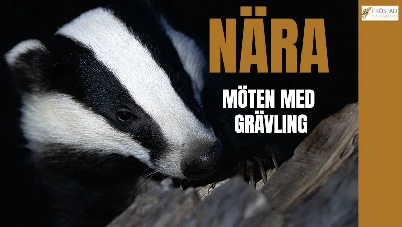 Möten med grävling – se hur jag kommer nära!