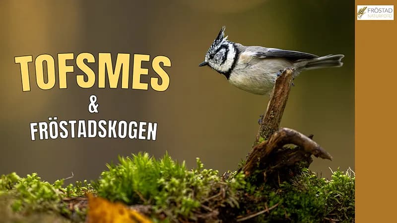 Tofsmes & Fröstadskogen