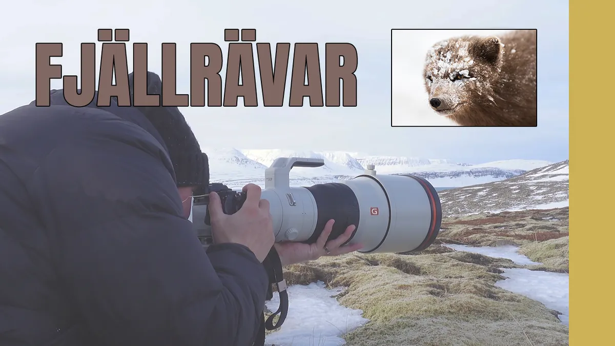 Fjällrävar & behind the scenes