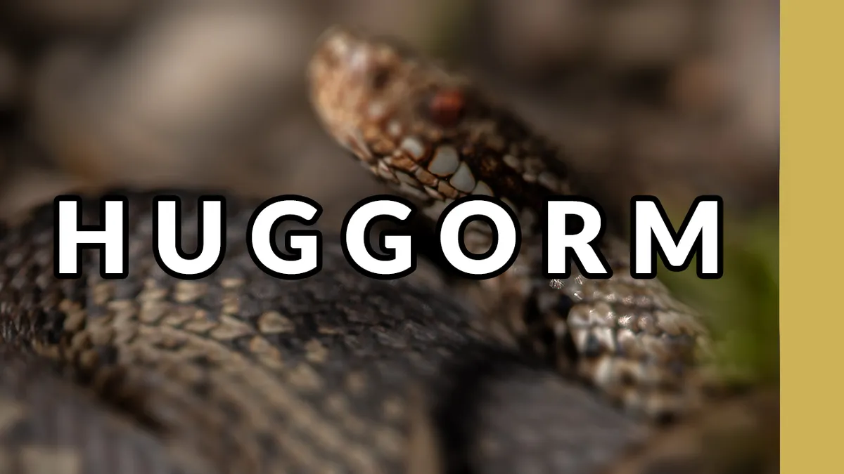 Fotograferar huggorm & snok i vårsolen 