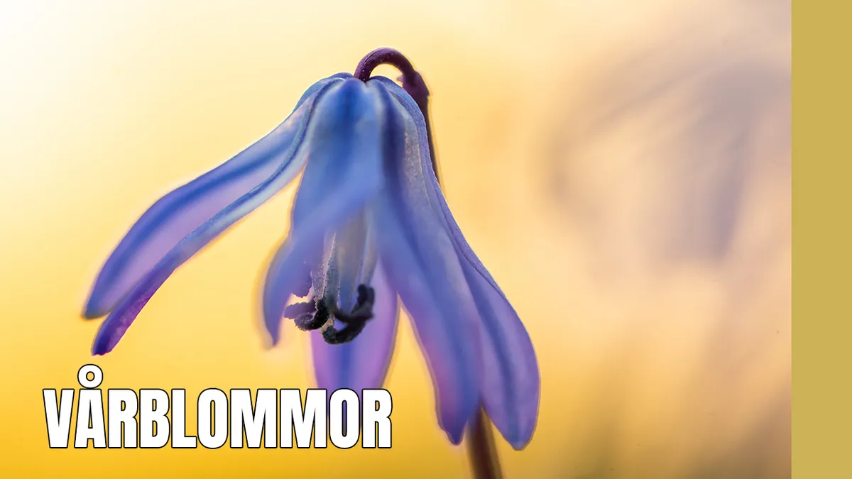 Fotograferar vårblommor med makro