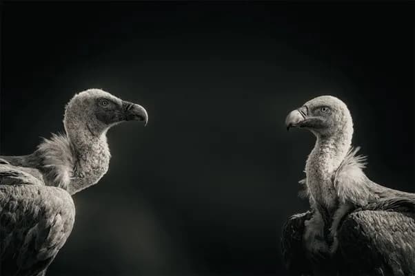 Spänning i Spanska gam gömslen: Ett fotografiskt äventyr – Mikael Ahlén
