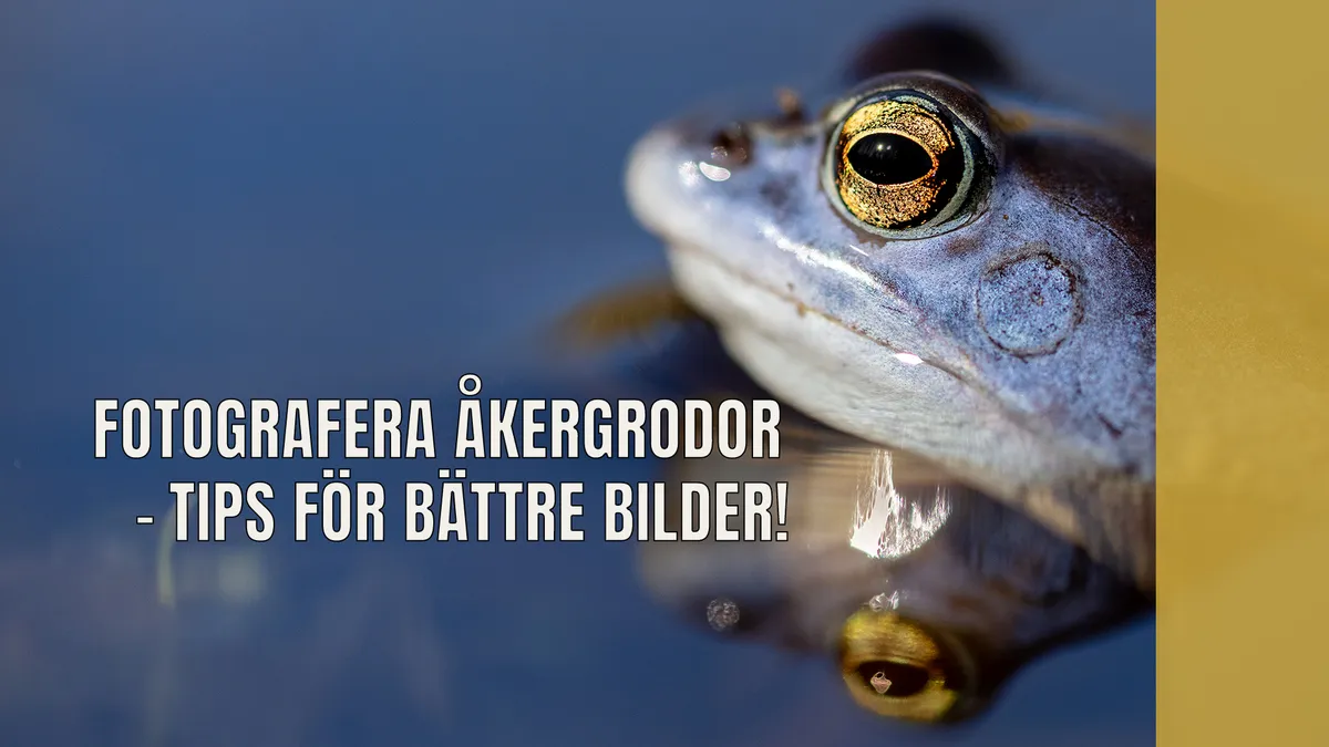 Fotografera åkergrodor – tips för bättre bilder!