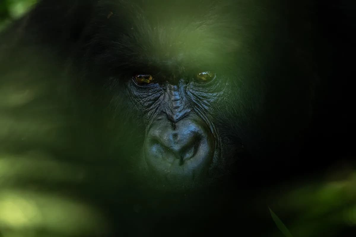 Djurporträtt – en underskattad del av naturfotografin? (2025)