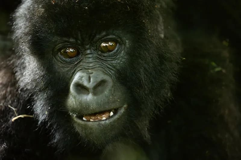 Uganda 2026: primater, savanndjur och fåglar i fokus