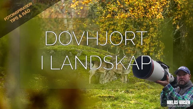 Dovhjort i landskapet – Spännande fotografier!