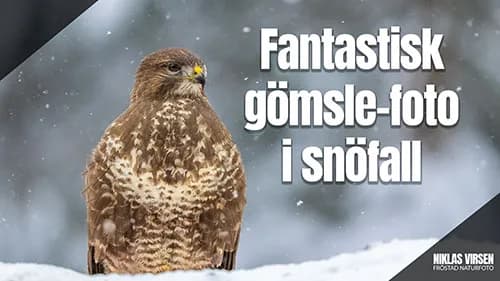 Fantastisk gömsle-foto i snöfall!