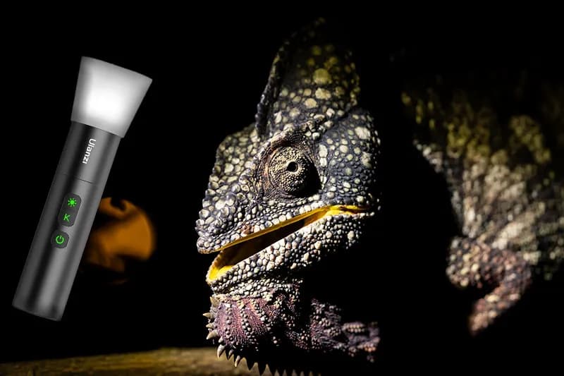 Ljussättning i fält med ficklampa för makrofoto