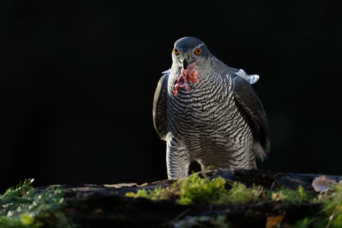 Duvhök vid Fröstad Naturfotos fotogömslen, bild 1