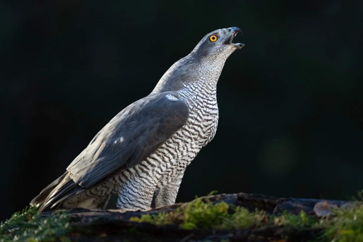 Duvhök vid Fröstad Naturfotos fotogömslen, bild 2