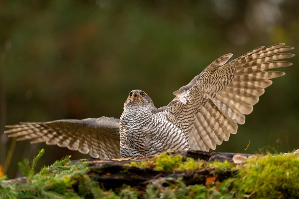 Duvhök vid Fröstad Naturfotos fotogömslen, bild 3