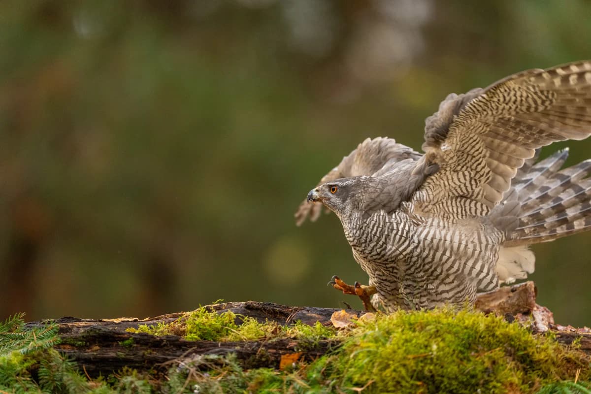 Duvhök vid Fröstad Naturfotos fotogömslen, bild 4