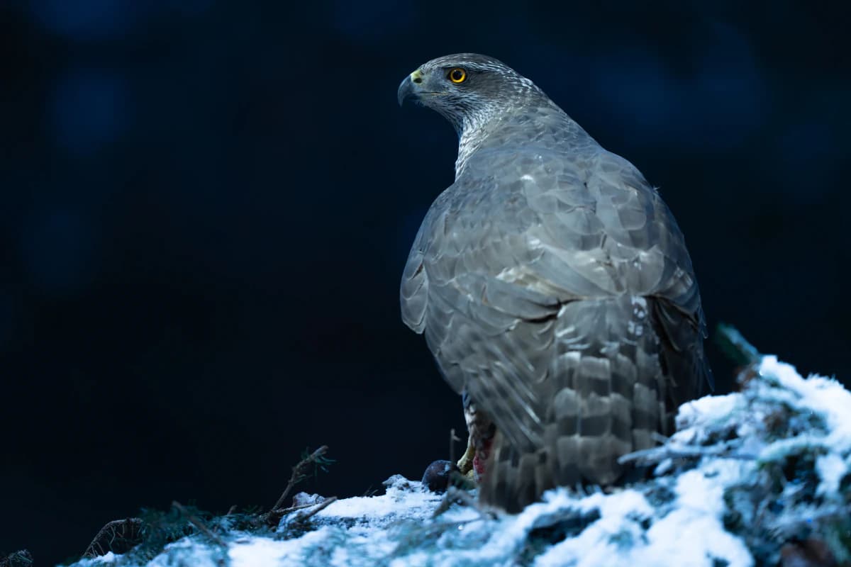 Duvhök vid Fröstad Naturfotos fotogömslen, bild 5