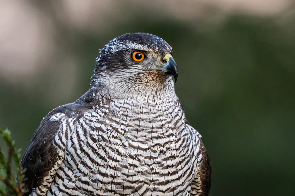 Duvhök vid Fröstad Naturfotos fotogömslen, bild 6