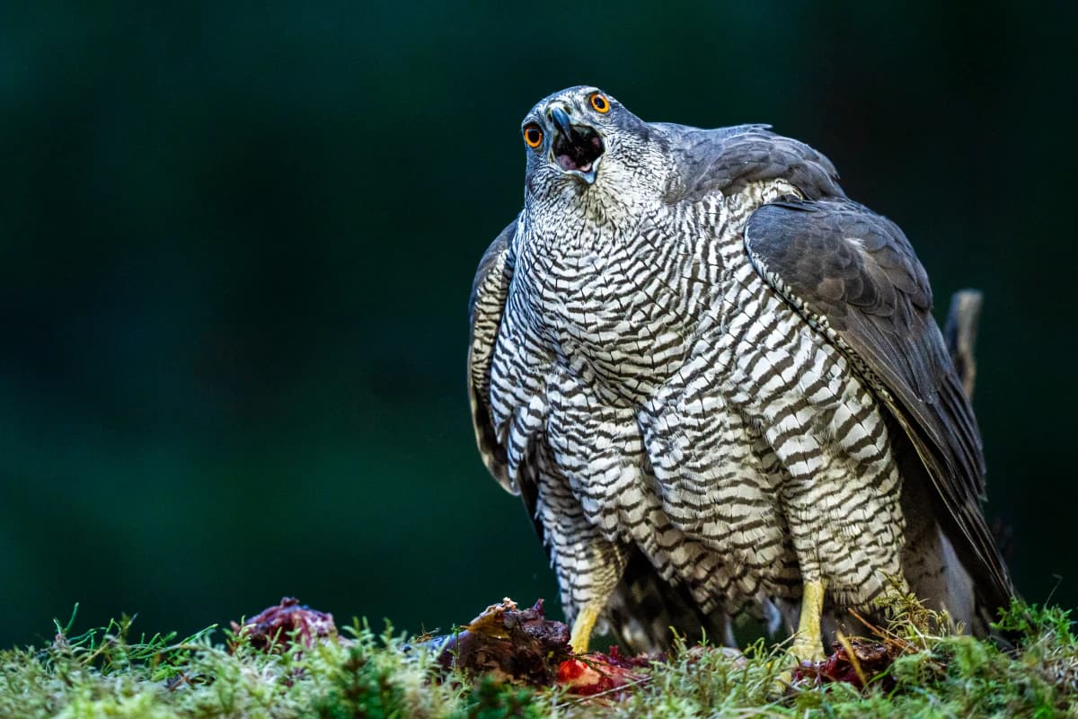 Duvhök vid Fröstad Naturfotos fotogömslen, bild 7