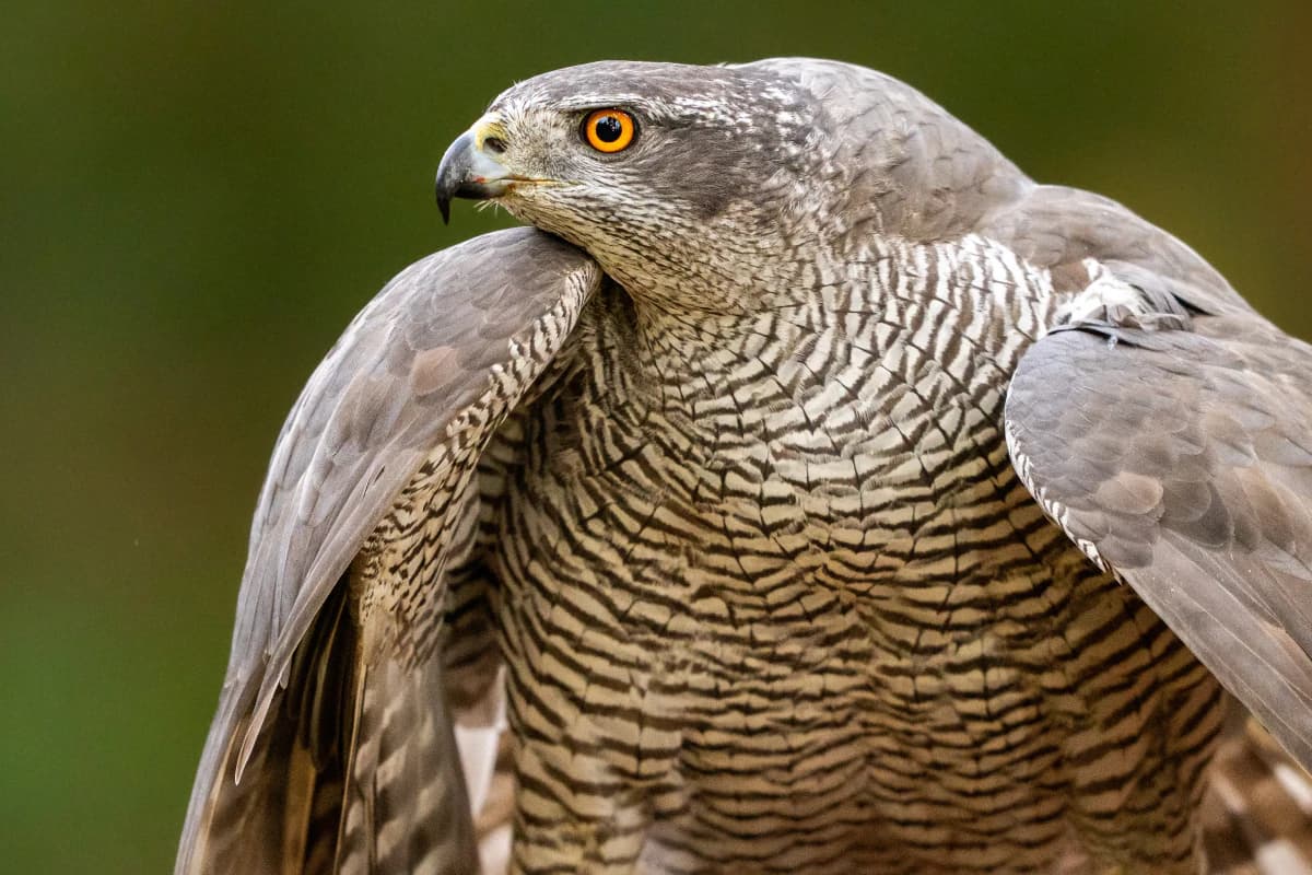 Duvhök vid Fröstad Naturfotos fotogömslen, bild 8