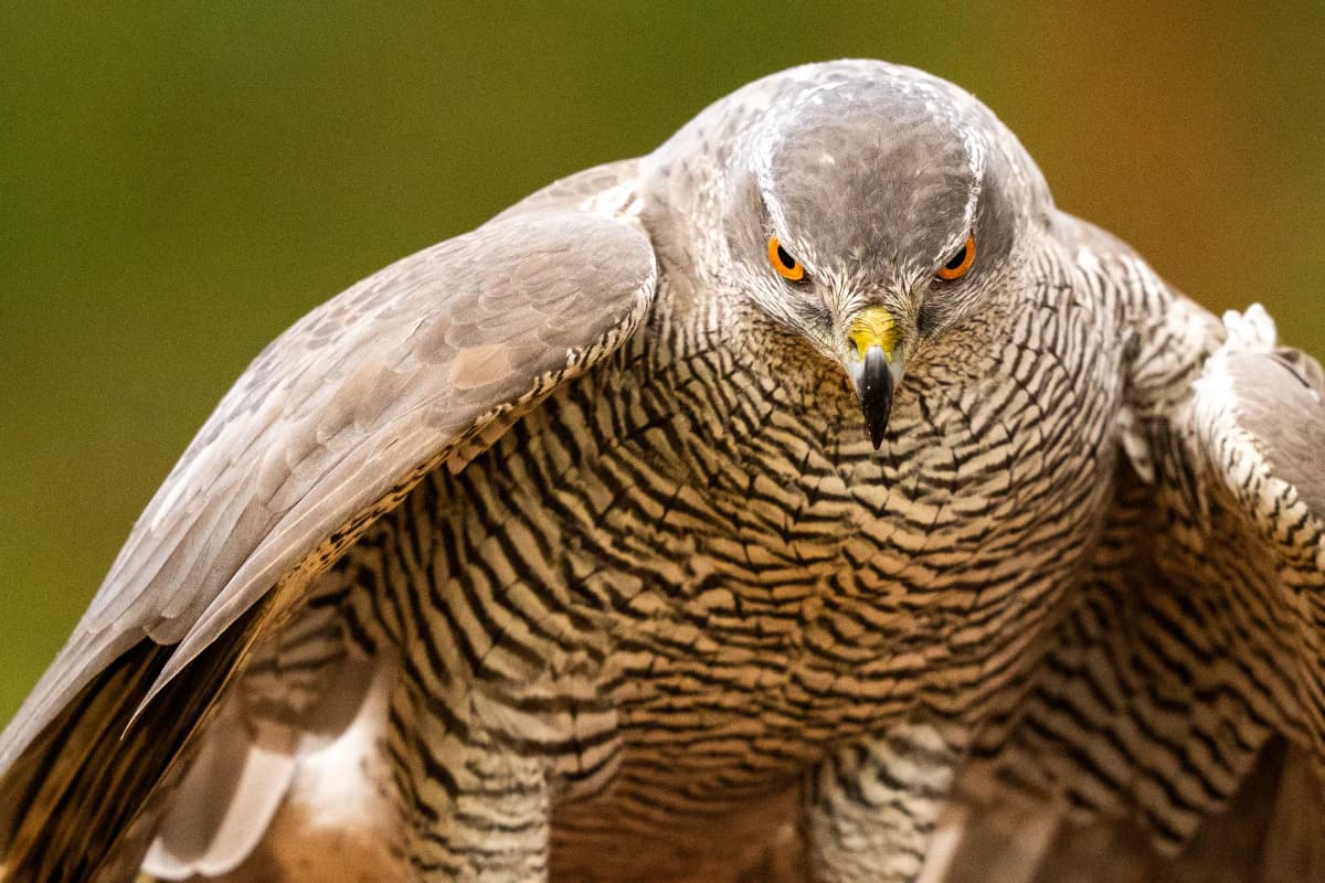 Duvhök vid Fröstad Naturfotos fotogömslen, bild 9