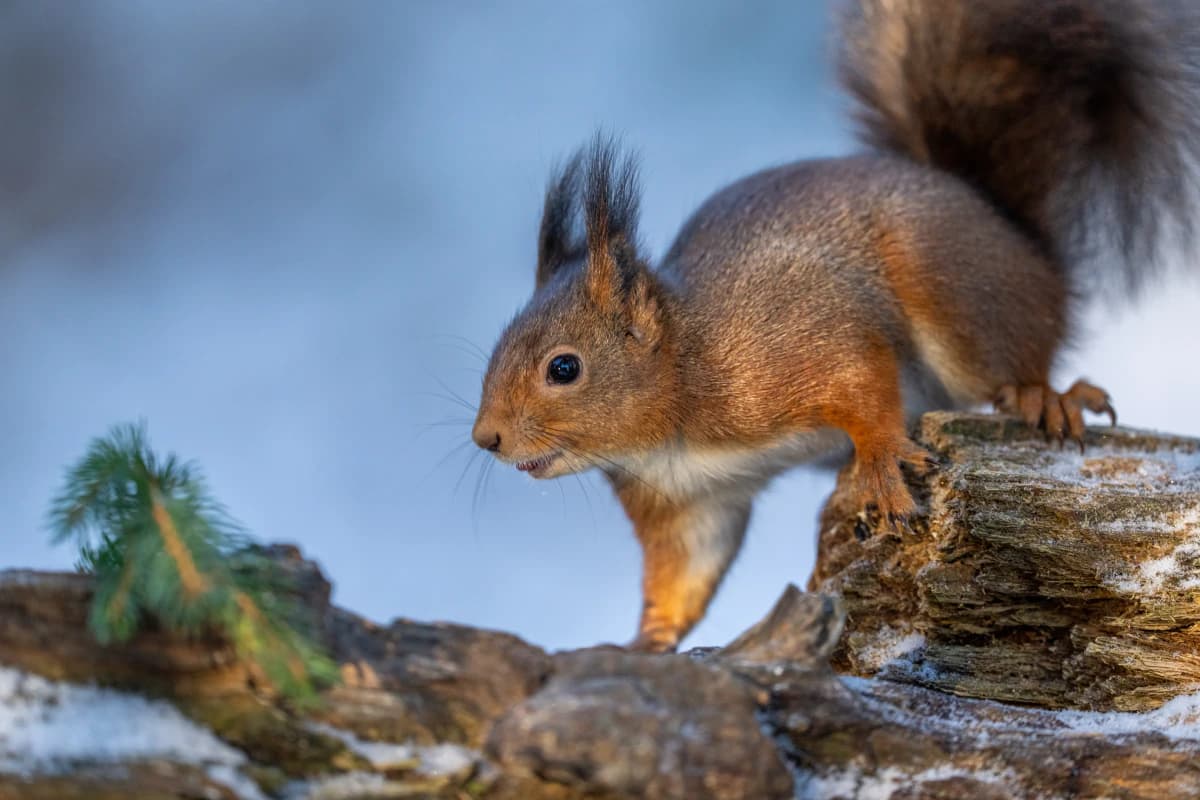 Ekorre vid Fröstad Naturfotos fotogömslen, bild 2