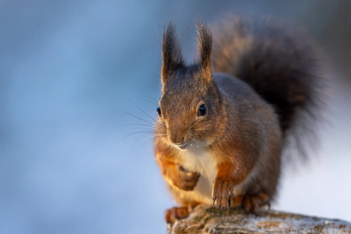 Ekorre vid Fröstad Naturfotos fotogömslen, bild 3