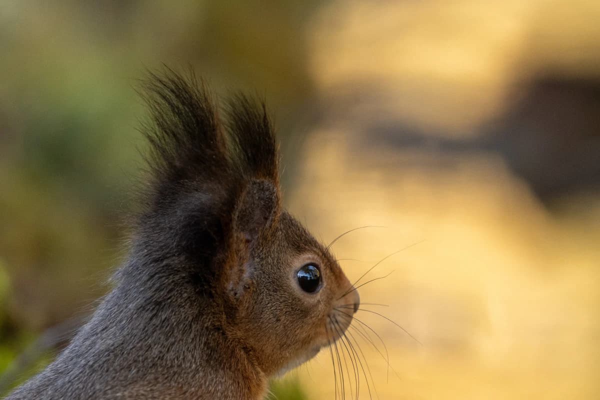 Ekorre vid Fröstad Naturfotos fotogömslen, bild 5