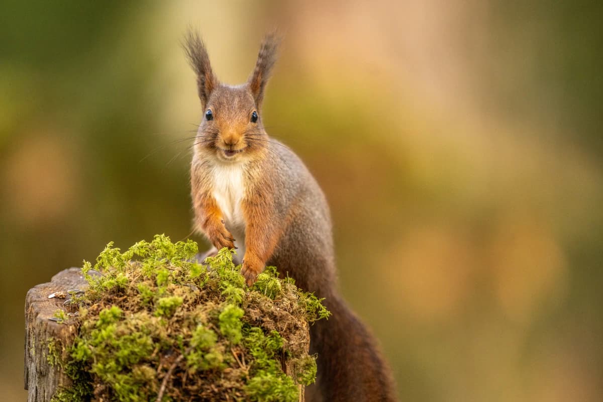Ekorre vid Fröstad Naturfotos fotogömslen, bild 8