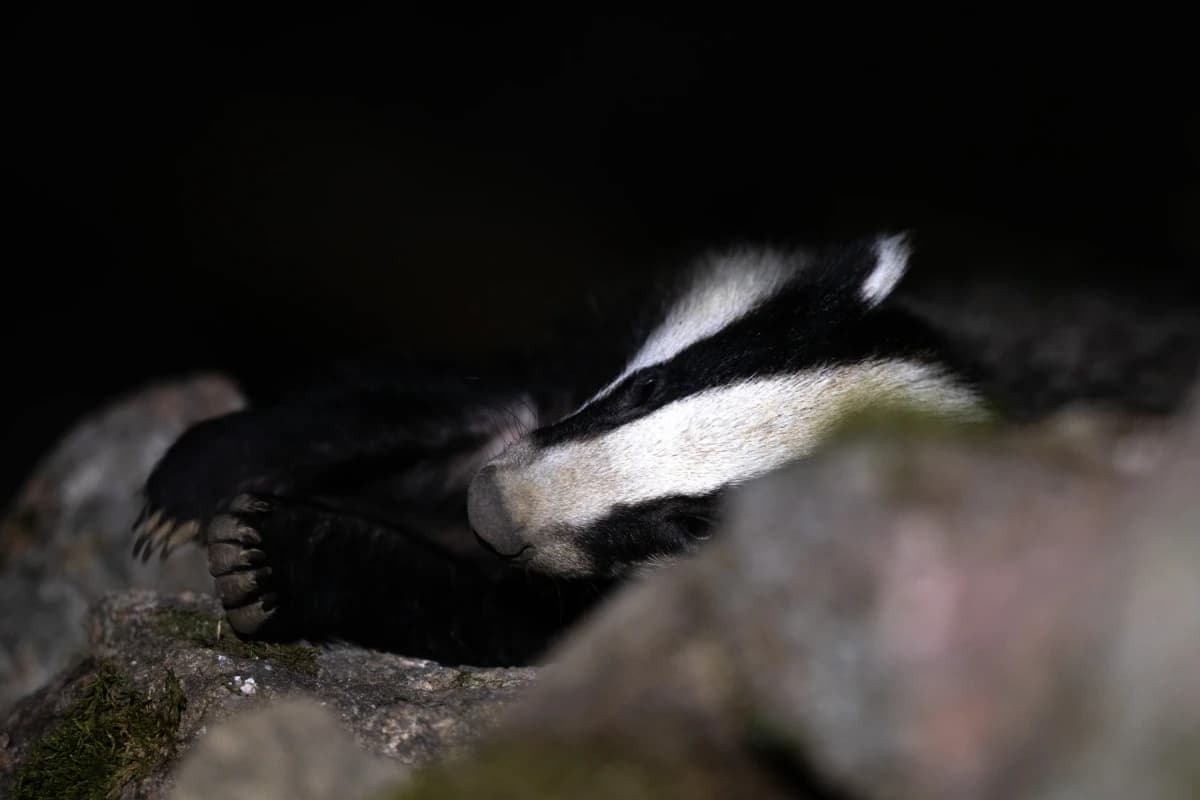 Grävling vid Fröstad Naturfotos fotogömslen, bild 9