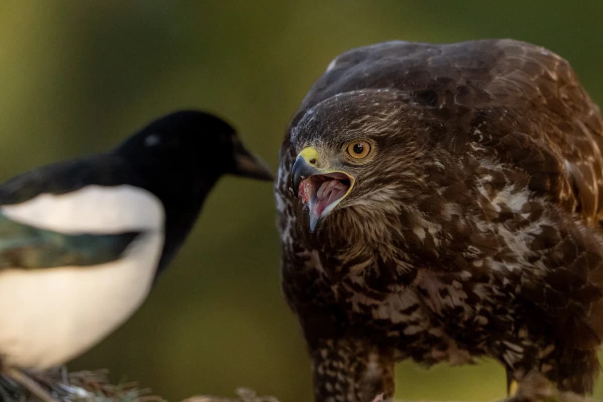 Ormvråk vid Fröstad Naturfotos fotogömslen, bild 1