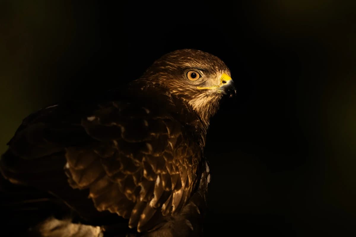 Ormvråk vid Fröstad Naturfotos fotogömslen, bild 2