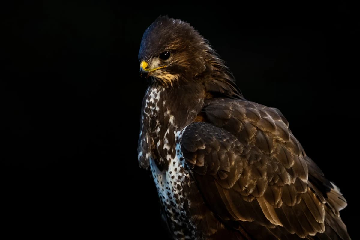 Ormvråk vid Fröstad Naturfotos fotogömslen, bild 3