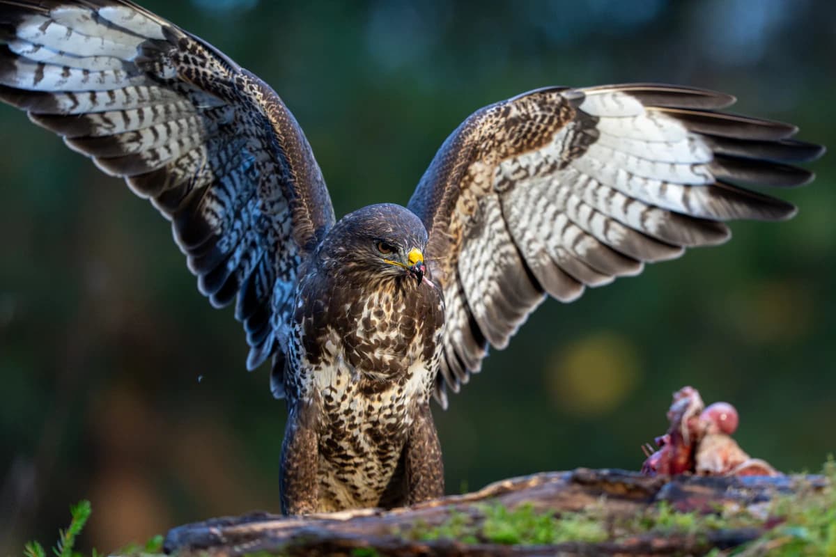 Ormvråk vid Fröstad Naturfotos fotogömslen, bild 4
