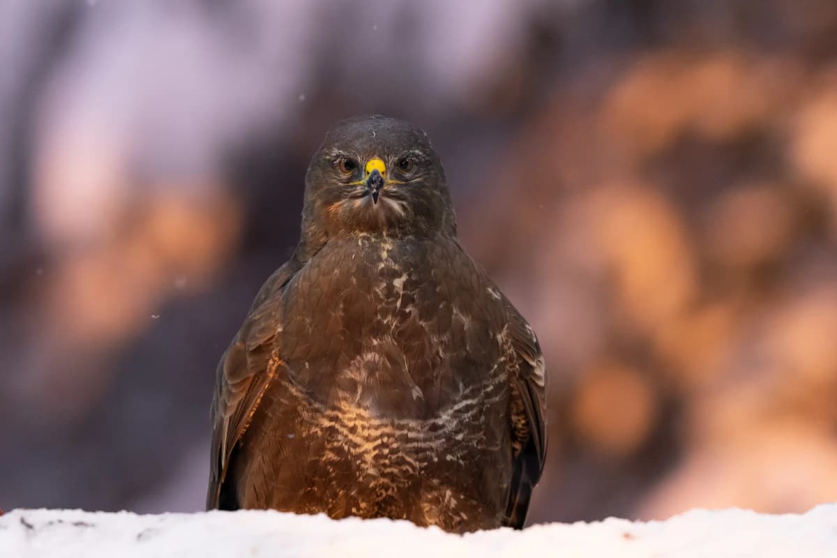 Ormvråk vid Fröstad Naturfotos fotogömslen, bild 6