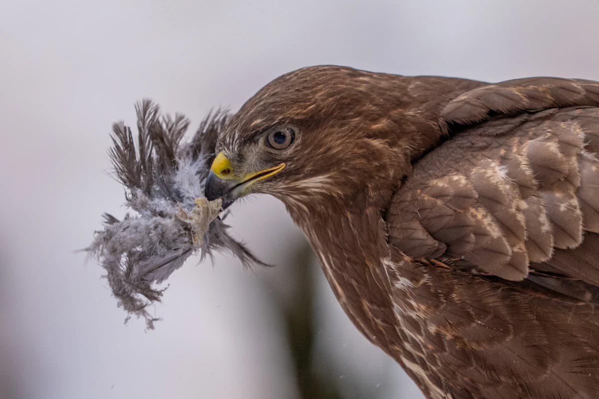 Ormvråk vid Fröstad Naturfotos fotogömslen, bild 7