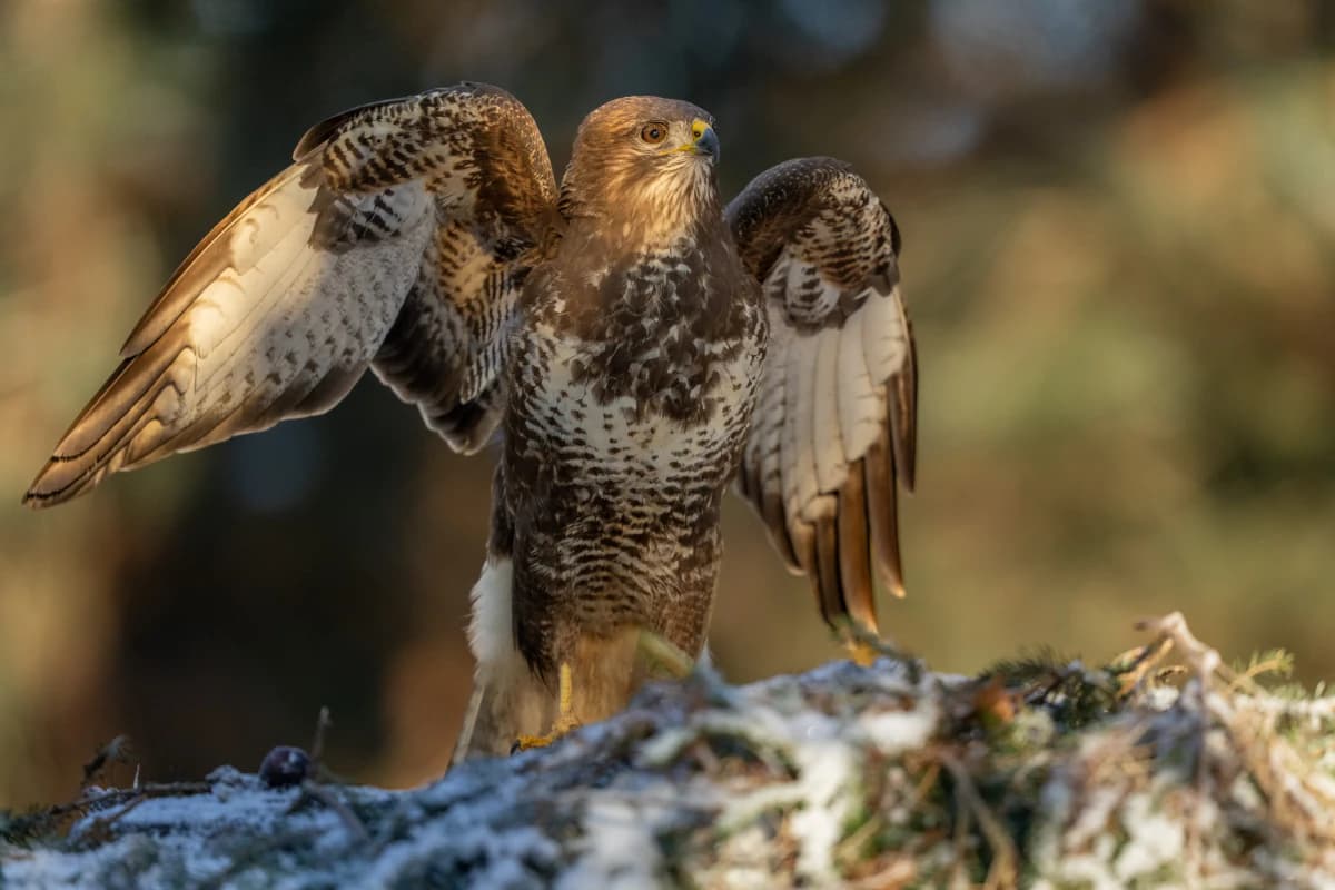 Ormvråk vid Fröstad Naturfotos fotogömslen, bild 8