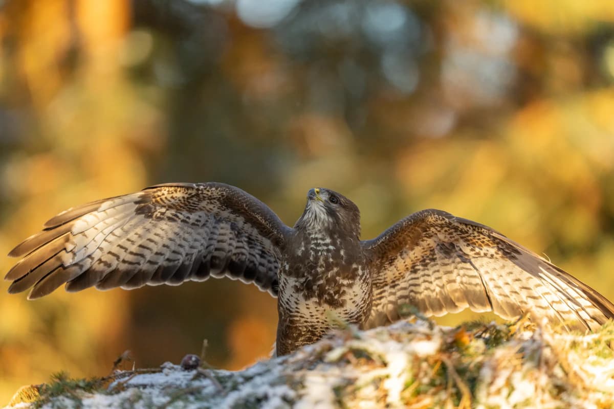 Ormvråk vid Fröstad Naturfotos fotogömslen, bild 9