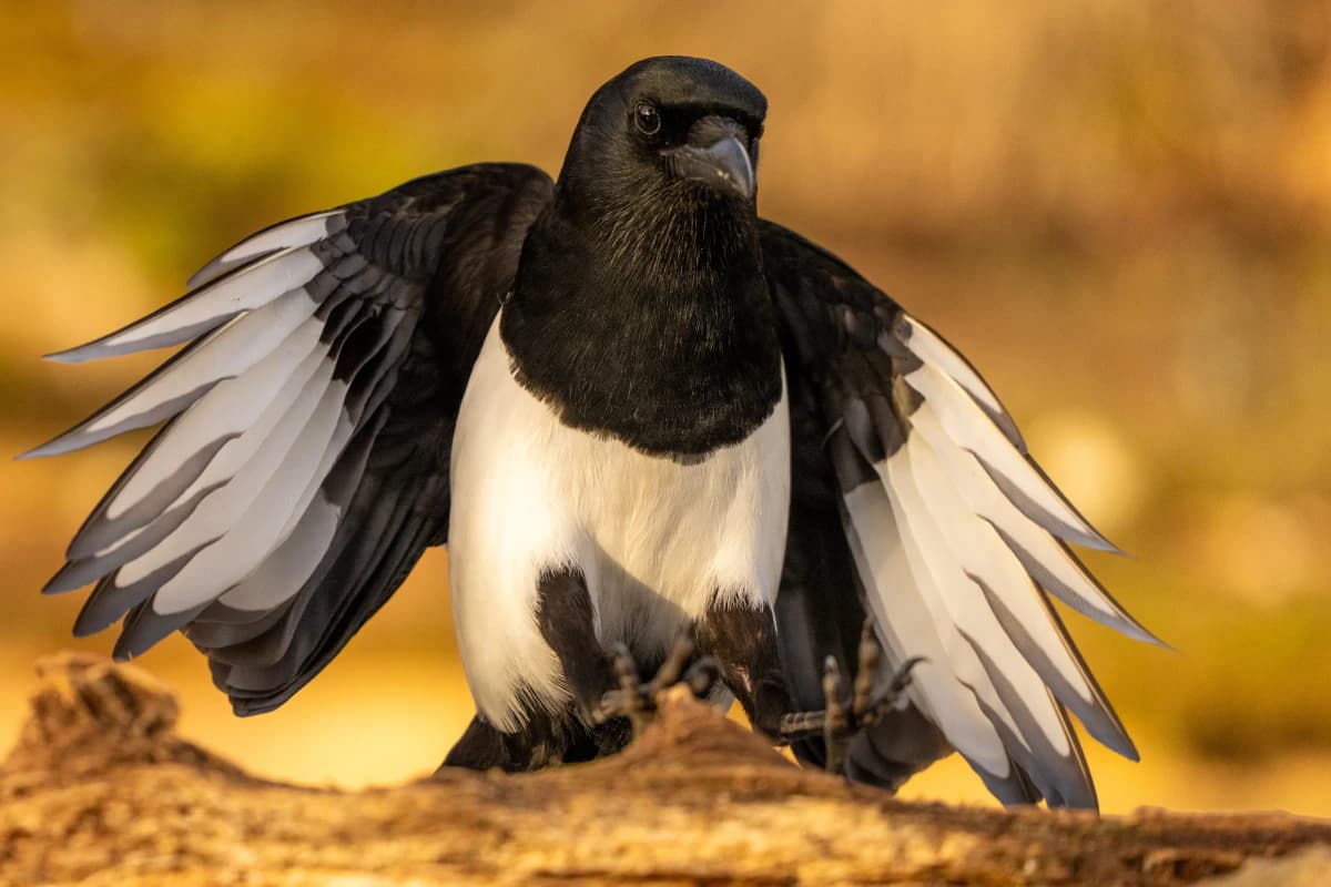 Småfågel vid Fröstad Naturfotos fotogömslen, bild 1